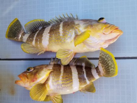 アマテラス 釣果