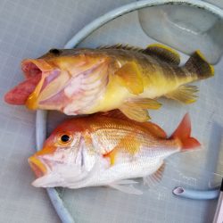 アマテラス 釣果