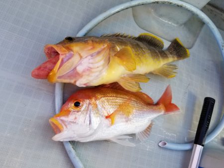 アマテラス 釣果