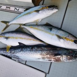 アマテラス 釣果