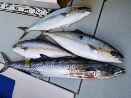 アマテラス 釣果