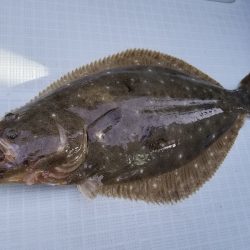 アマテラス 釣果