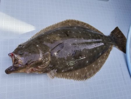 アマテラス 釣果