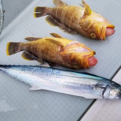 アマテラス 釣果