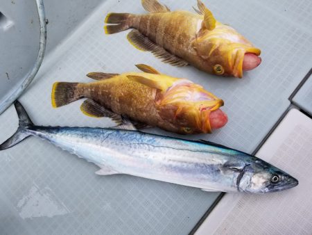 アマテラス 釣果