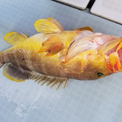 アマテラス 釣果