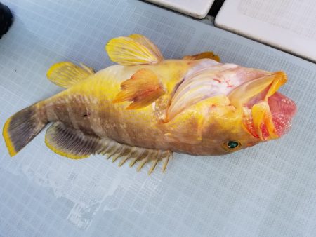 アマテラス 釣果