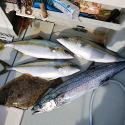 アマテラス 釣果