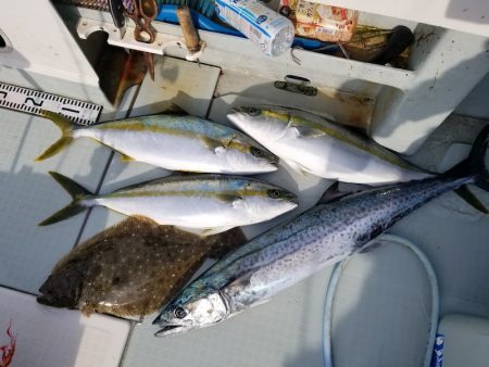 アマテラス 釣果