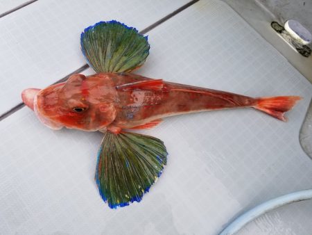 アマテラス 釣果