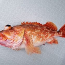 アマテラス 釣果