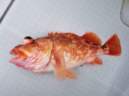 アマテラス 釣果