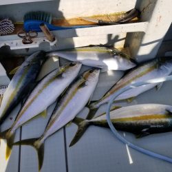 アマテラス 釣果