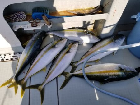 アマテラス 釣果