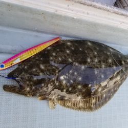 アマテラス 釣果