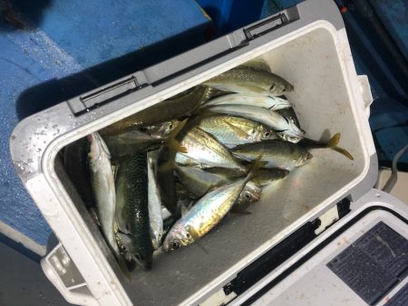 ヤザワ渡船 釣果