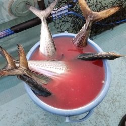 アマテラス 釣果