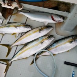 アマテラス 釣果