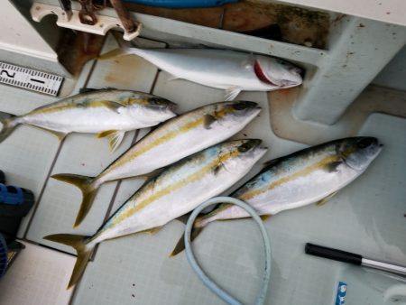 アマテラス 釣果