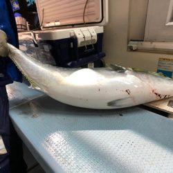 第二八坂丸 釣果