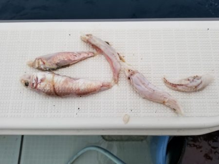 アマテラス 釣果