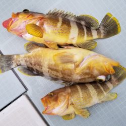 アマテラス 釣果