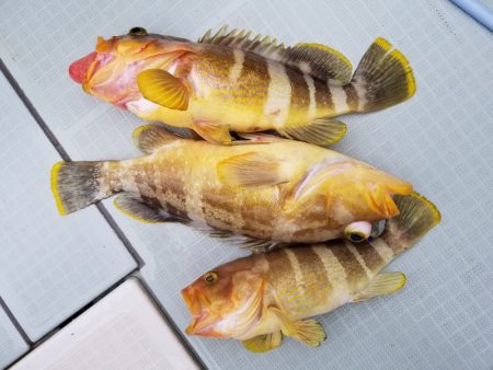 アマテラス 釣果