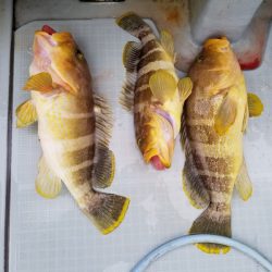 アマテラス 釣果