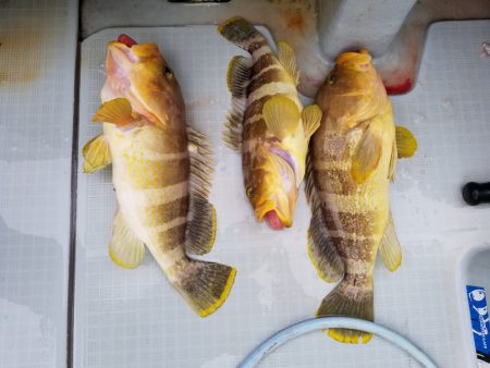 アマテラス 釣果