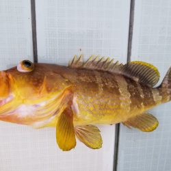 アマテラス 釣果