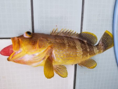 アマテラス 釣果