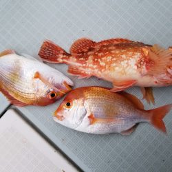 アマテラス 釣果