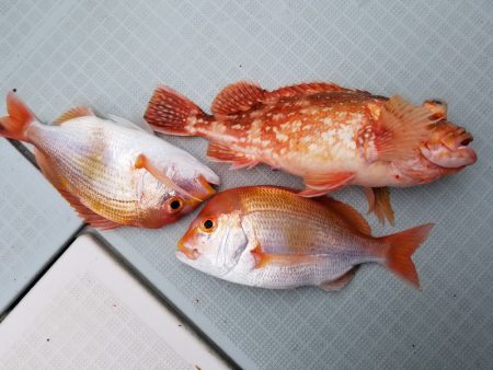 アマテラス 釣果