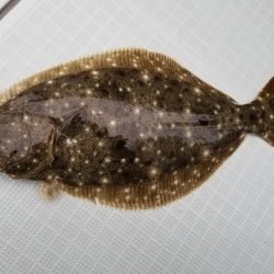 アマテラス 釣果