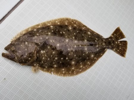 アマテラス 釣果