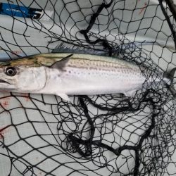 アマテラス 釣果