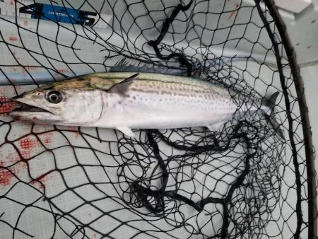 アマテラス 釣果