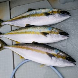 アマテラス 釣果