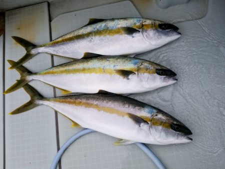 アマテラス 釣果