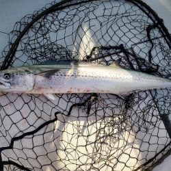 アマテラス 釣果