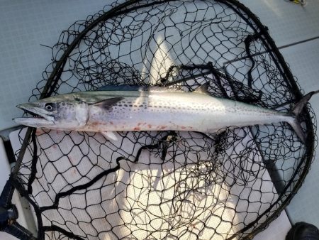 アマテラス 釣果