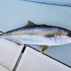 アマテラス 釣果