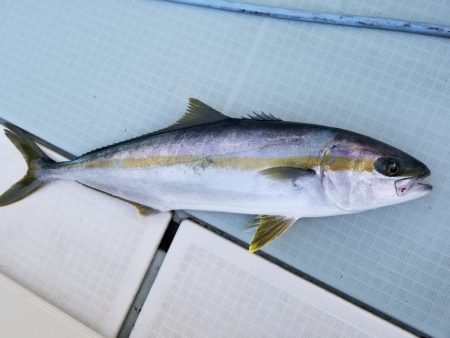 アマテラス 釣果