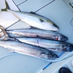 アマテラス 釣果