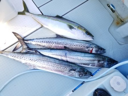 アマテラス 釣果