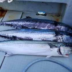 アマテラス 釣果