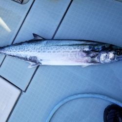 アマテラス 釣果