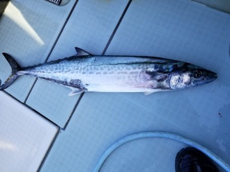 アマテラス 釣果