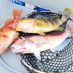 アマテラス 釣果