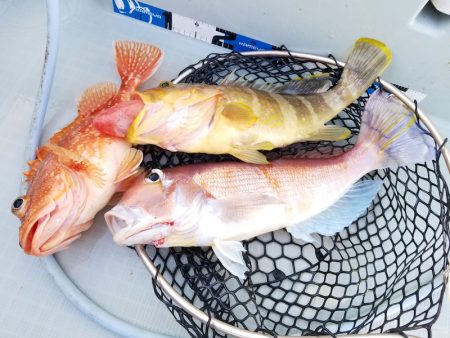 アマテラス 釣果